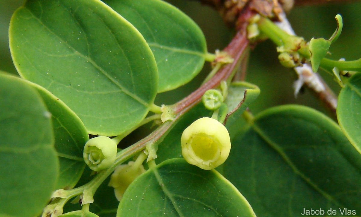 Phyllanthus retusus Dennst.
